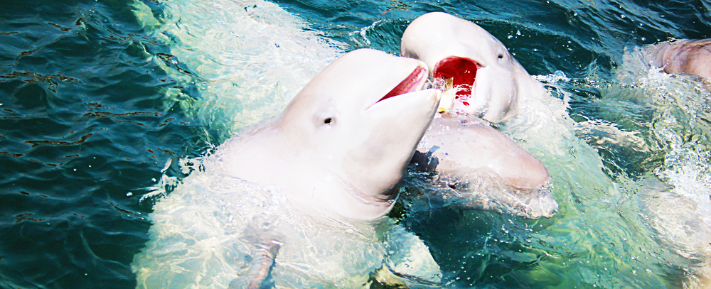 beluga whales