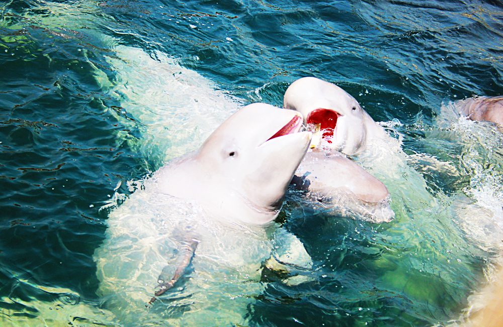Stars On Ice – Beluga Whales