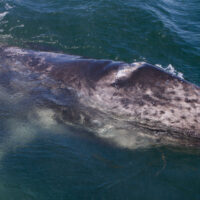best places for gray whales swimming whale watching
