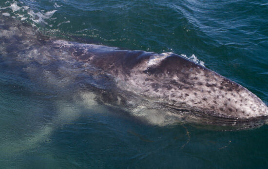 best places for gray whales swimming whale watching