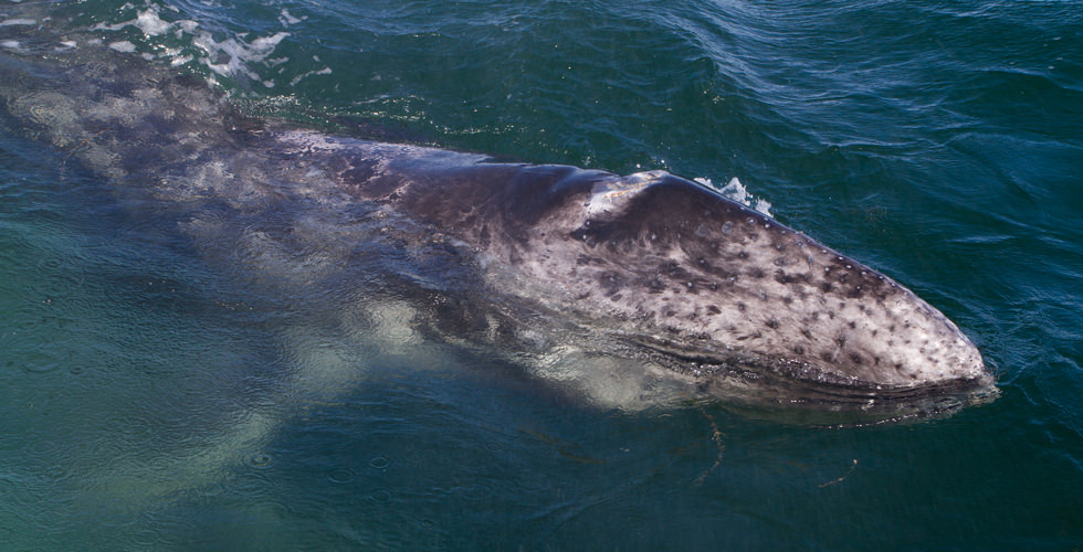 best places for gray whale encounters off the coast of Baja California. Watching the gray whale migration. 