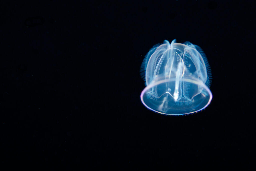 Pelagic Magic Black Water Hawaii Jellyfish