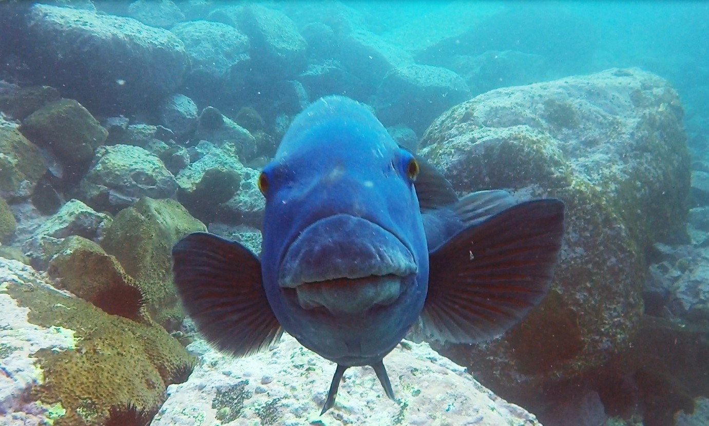 dive queensland