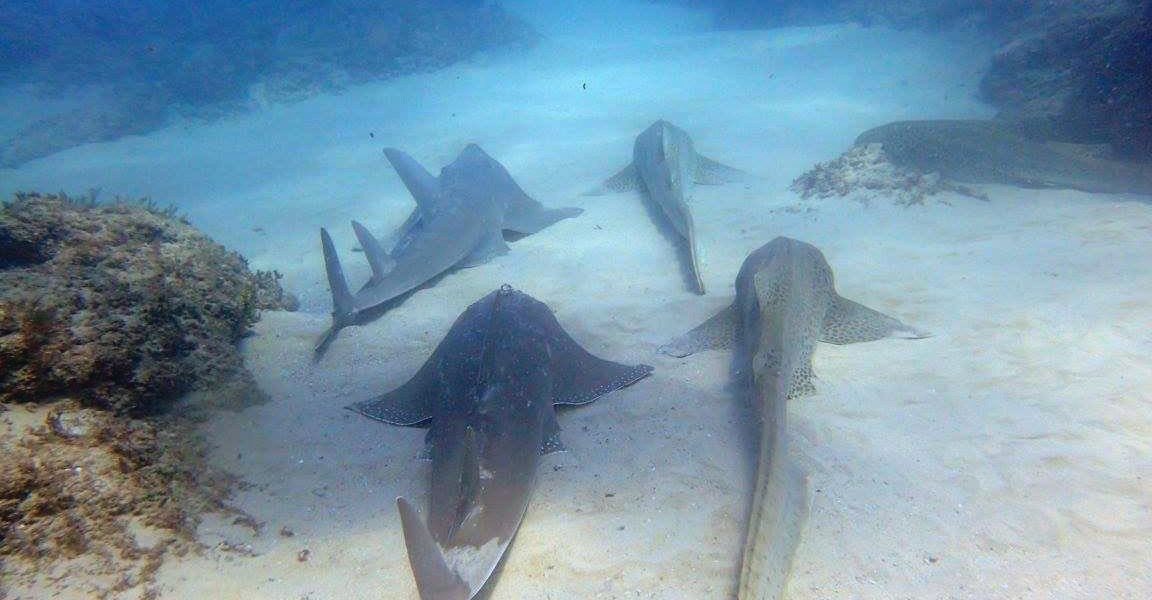 7 Dive Sites to Visit Around Brisbane