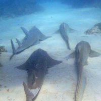 leopard sharks scuba diving gold coast