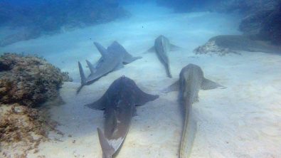 leopard sharks scuba diving gold coast