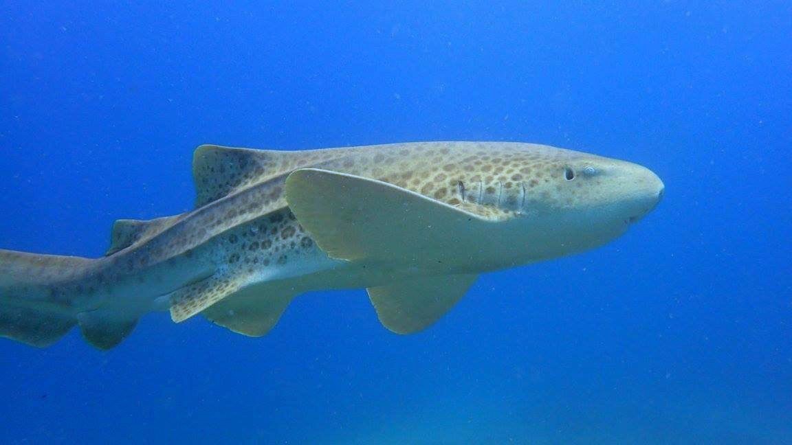 brisbane marine life