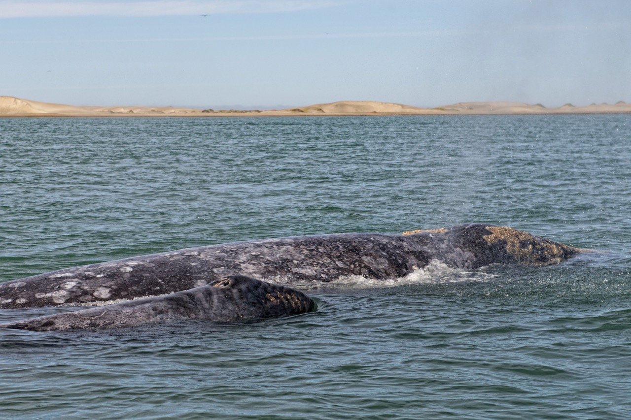gray whale watching baja california mexico