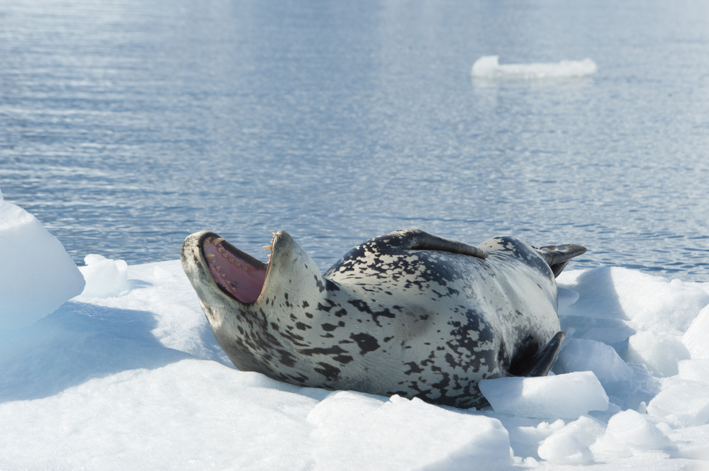frosty creatures - leopard seals