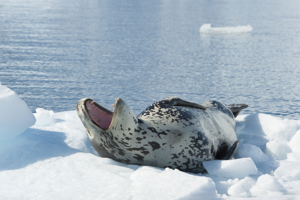 Stars On Ice - The Leopard Seal