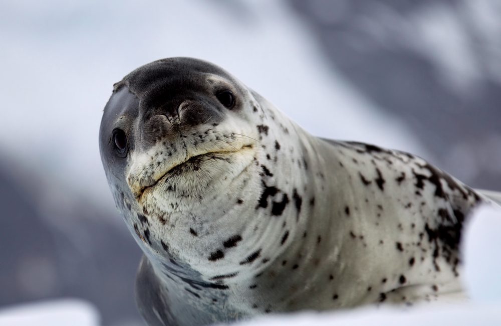 Stars On Ice – The Leopard Seal