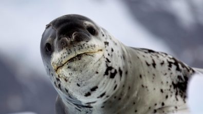 leopard-seal-ice