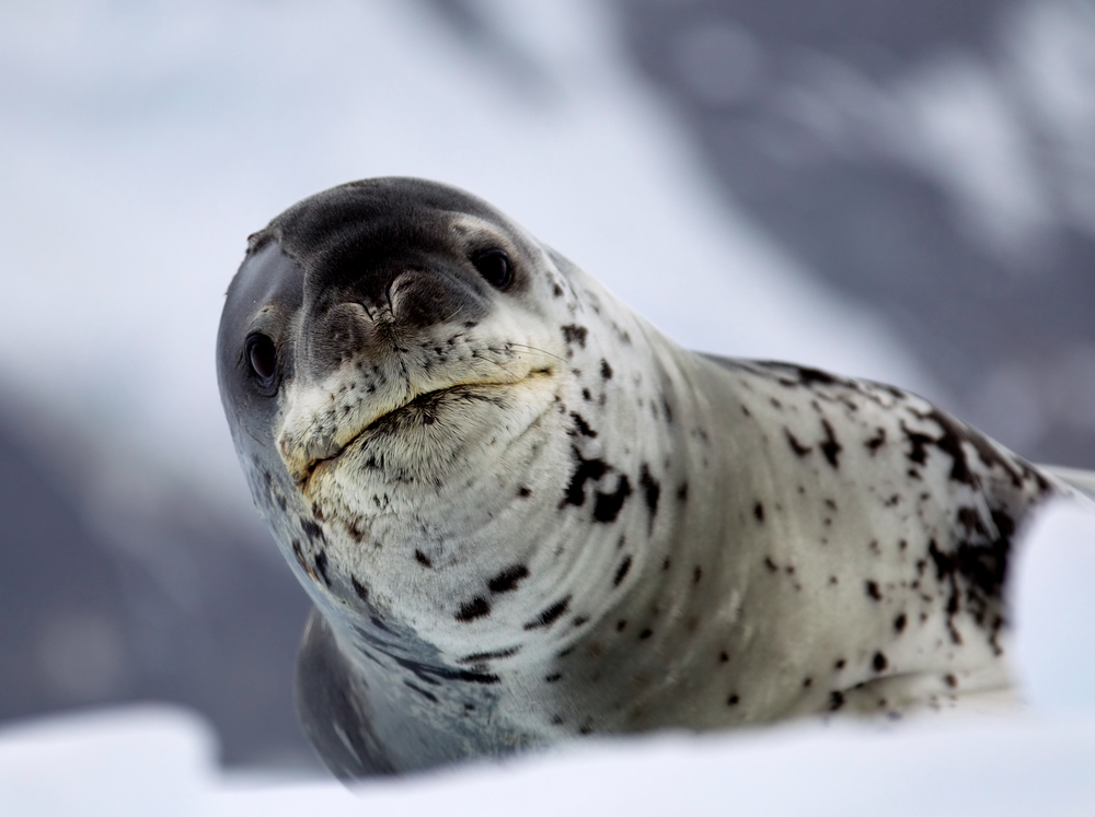 leopard-seal-ice