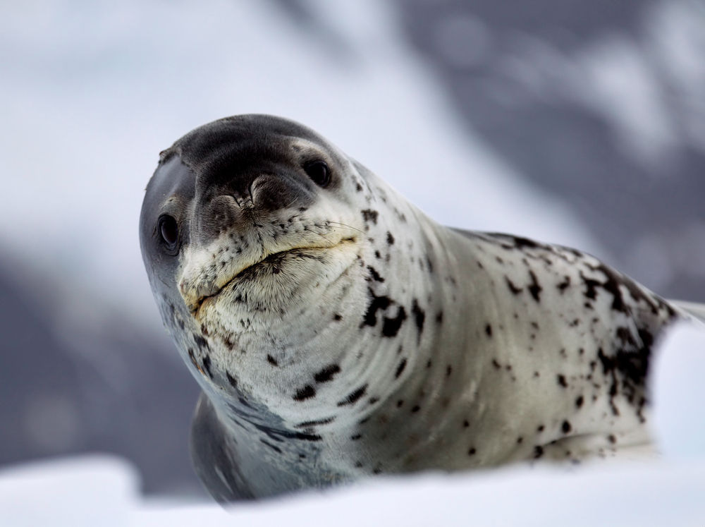 leopard seal eating penguin