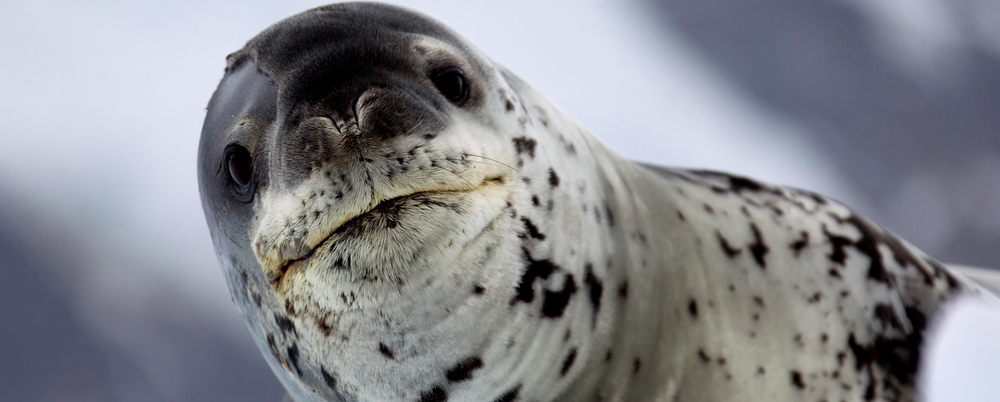 leopard-seal