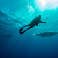 Whales swimming underwater - Dwarf Minke Whale