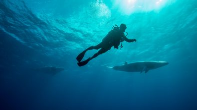 Whales swimming underwater - Dwarf Minke Whale