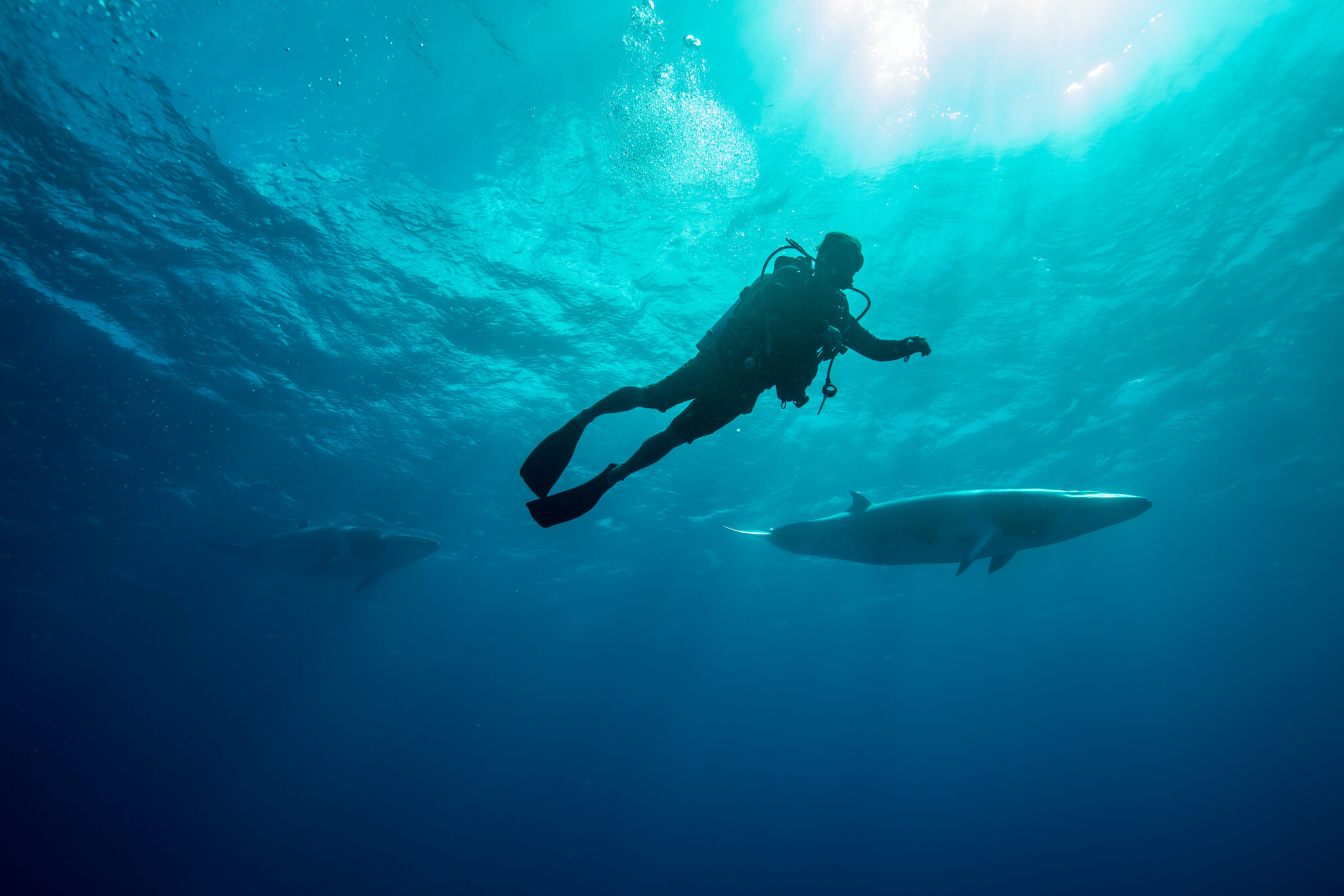 Whales swimming underwater - Dwarf Minke Whale