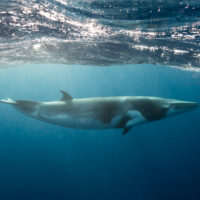 Dwarf Minke whales, a small whale seen while snorkeling and diving on the Great Barrier Reef