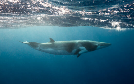 Dwarf Minke whales, a small whale seen while snorkeling and diving on the Great Barrier Reef