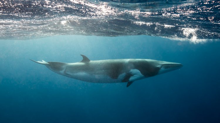 Dwarf Minke whales, a small whale seen while snorkeling and diving on the Great Barrier Reef