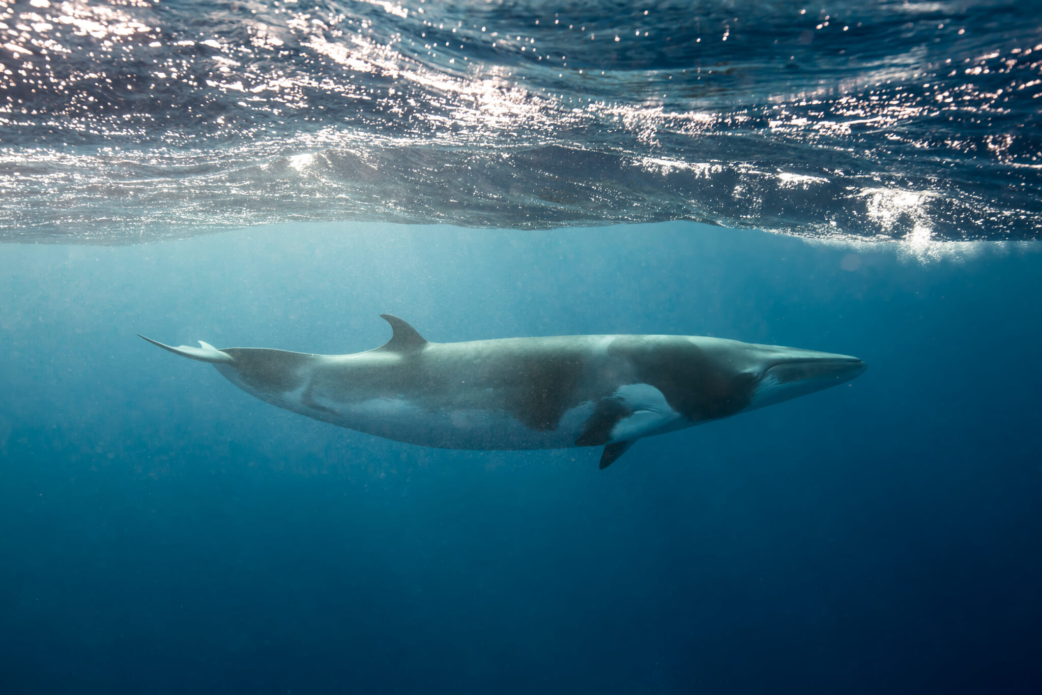 Dwarf Minke whales, a small whale seen while snorkeling and diving on the Great Barrier Reef