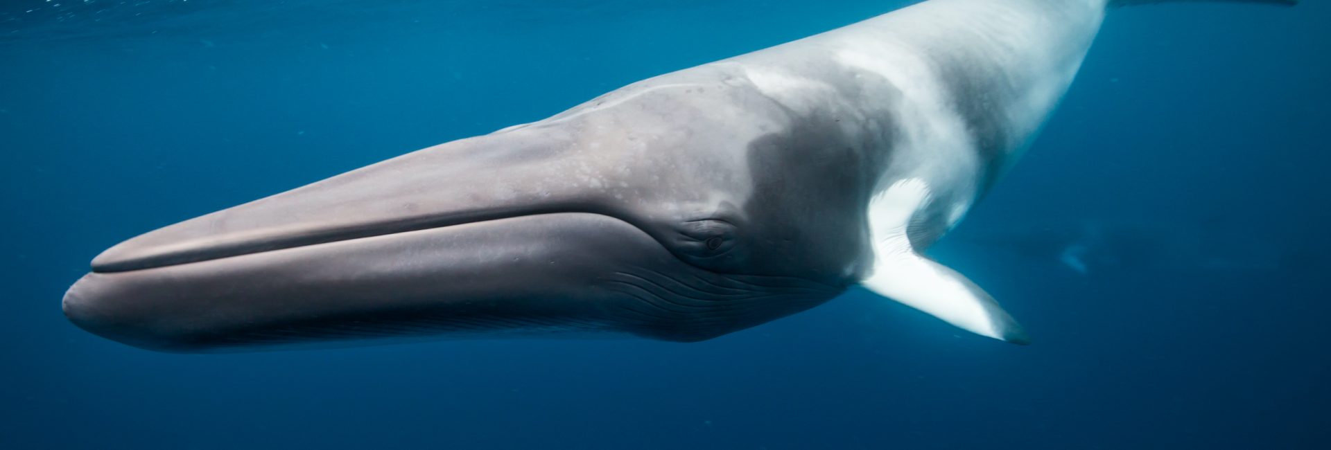 Minke Whales – The World’s Best Places for Whale Watching and Swimming