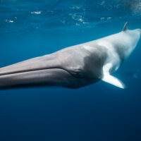 Whales swimming underwater - Dwarf Minke Whale