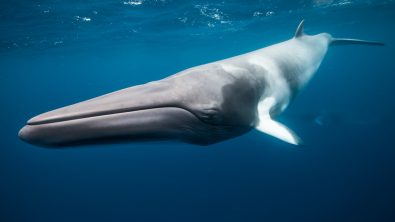 Whales swimming underwater - Dwarf Minke Whale