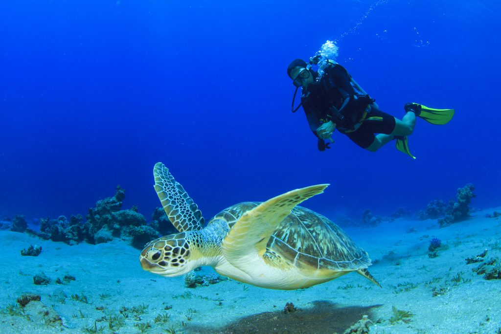 Diving with sea turtle. New Year resolution