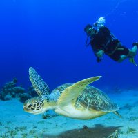 Diving with sea turtle. New Year resolution
