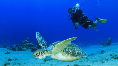 Diving with sea turtle. New Year resolution