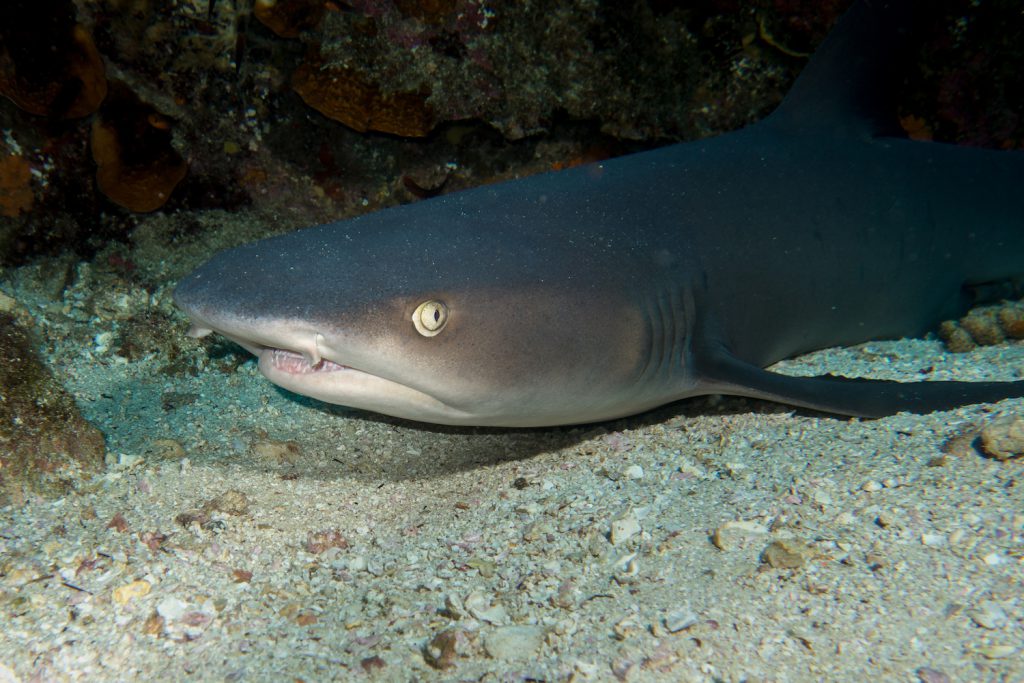 whitetip sharks shutterstock