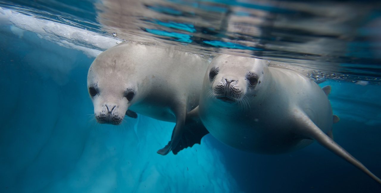 The Best Places to Dive with Seals and Sea Lions