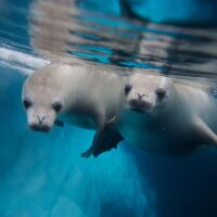 two crabeater seals in antarctica, one of the most extreme cold water dive sties in the world