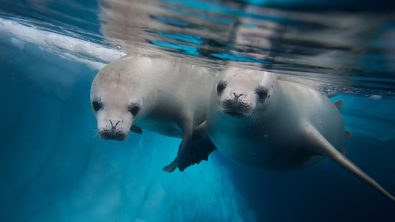 two crabeater seals in antarctica, one of the most extreme cold water dive sties in the world
