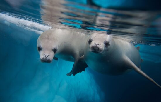 two crabeater seals in antarctica, one of the most extreme cold water dive sties in the world