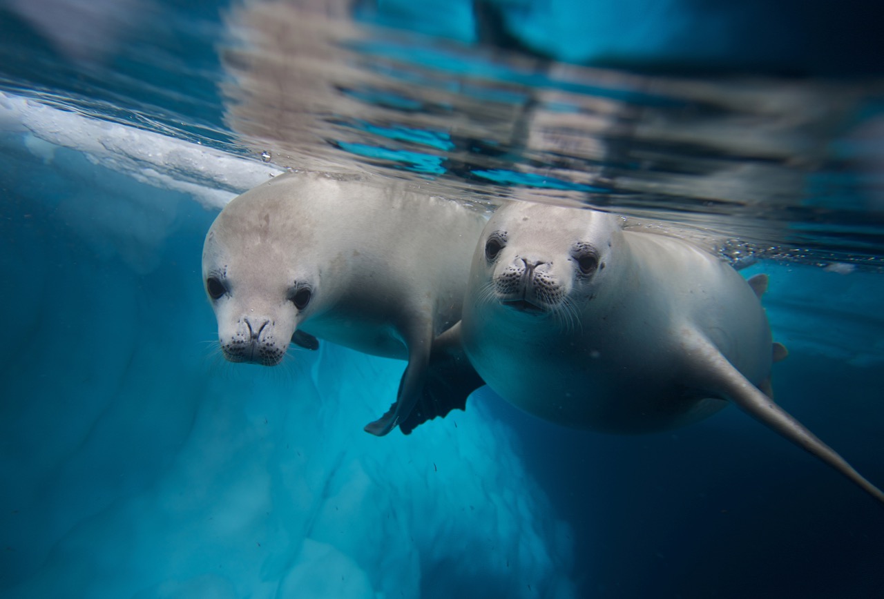 two crabeater seals in antarctica, one of the most extreme cold water dive sties in the world