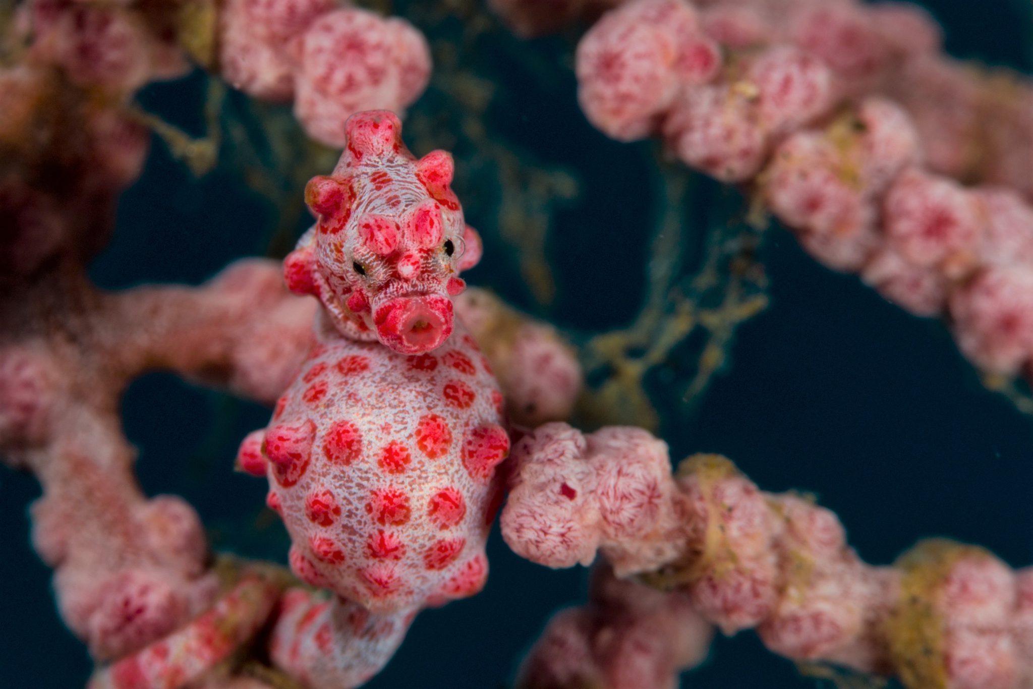 A pink pygmy seahorse camouflaged in pink corals in Raja Ampat, Indonesia, one of the best diving locations in Southeast Asia