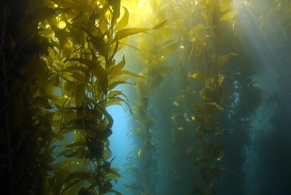 Kelp Forest Diver - Underwater - California