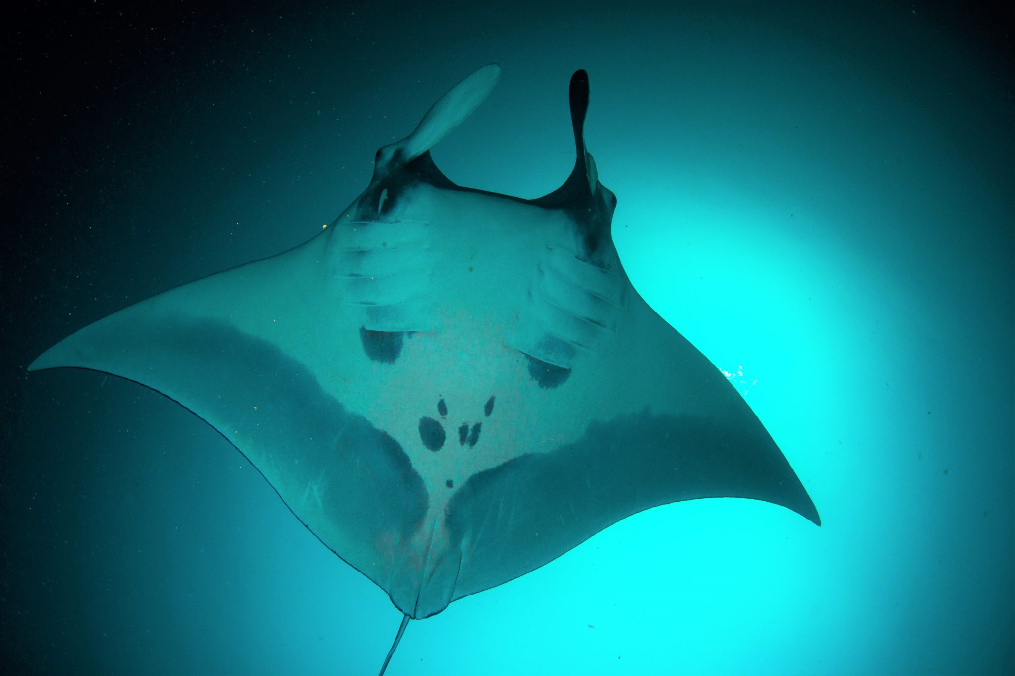 Manta Ray - Socorro - Underwater