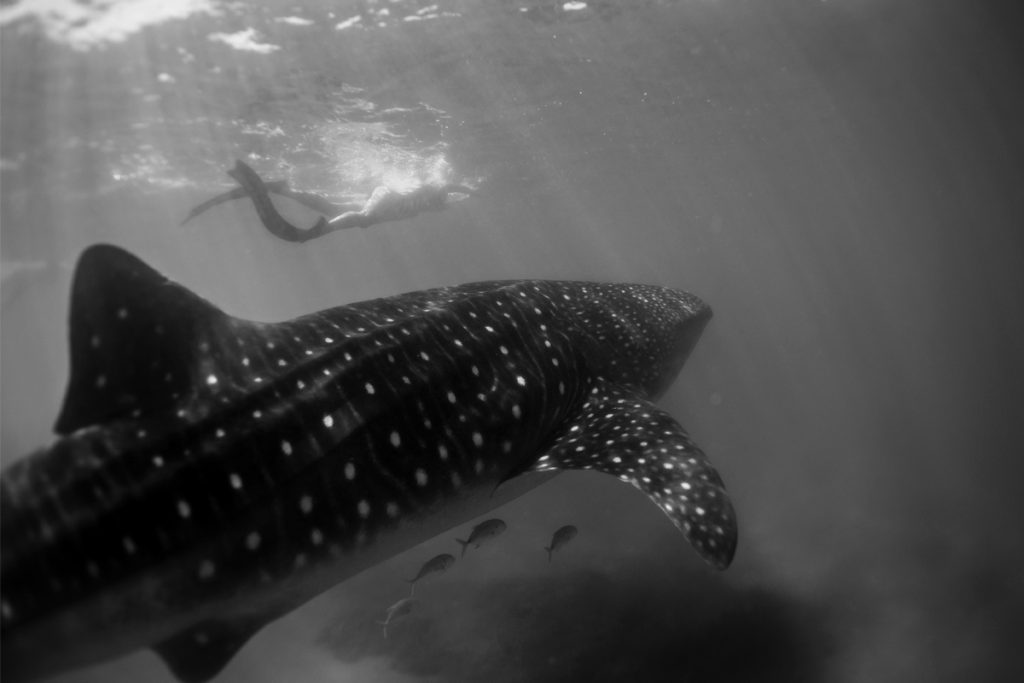 La Paz Mexico with PADI AmbassaDivers