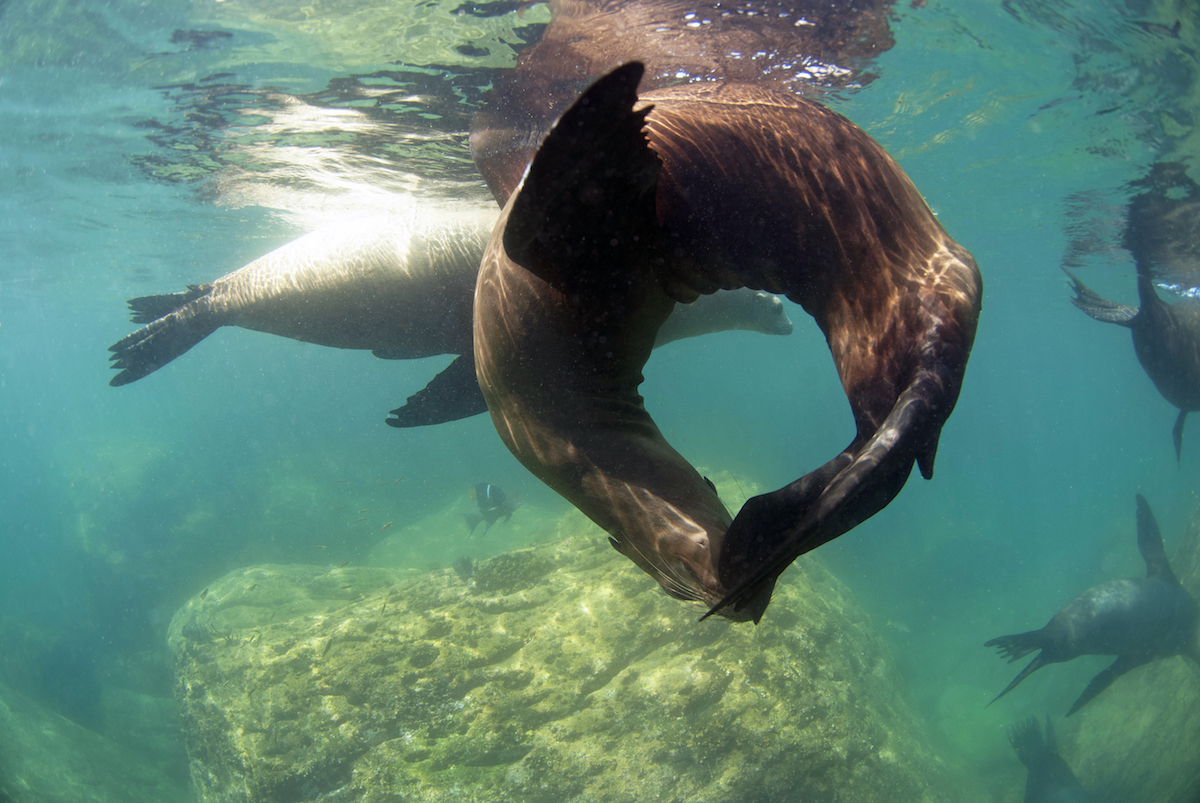 Sea Lions of Los Islotes: The Story Behind the New Limited Edition PADI ...