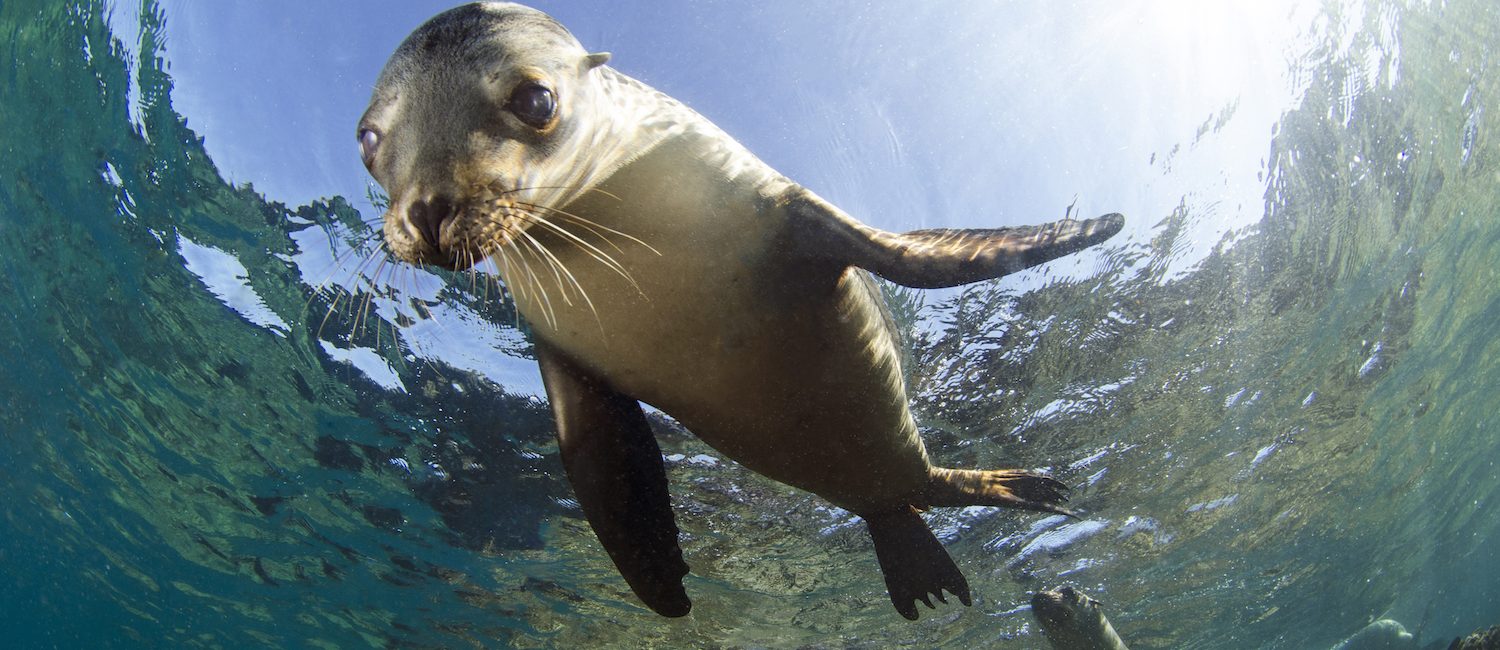 Sea Lions of Los Islotes: The Story Behind the New Limited Edition PADI Certification Card