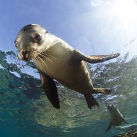 Sea Lions in Los Islotes in La Paz, Mexico shot by Luke Inman