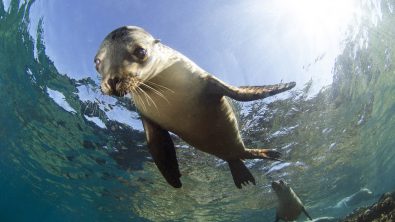 Sea Lions in Los Islotes in La Paz, Mexico shot by Luke Inman