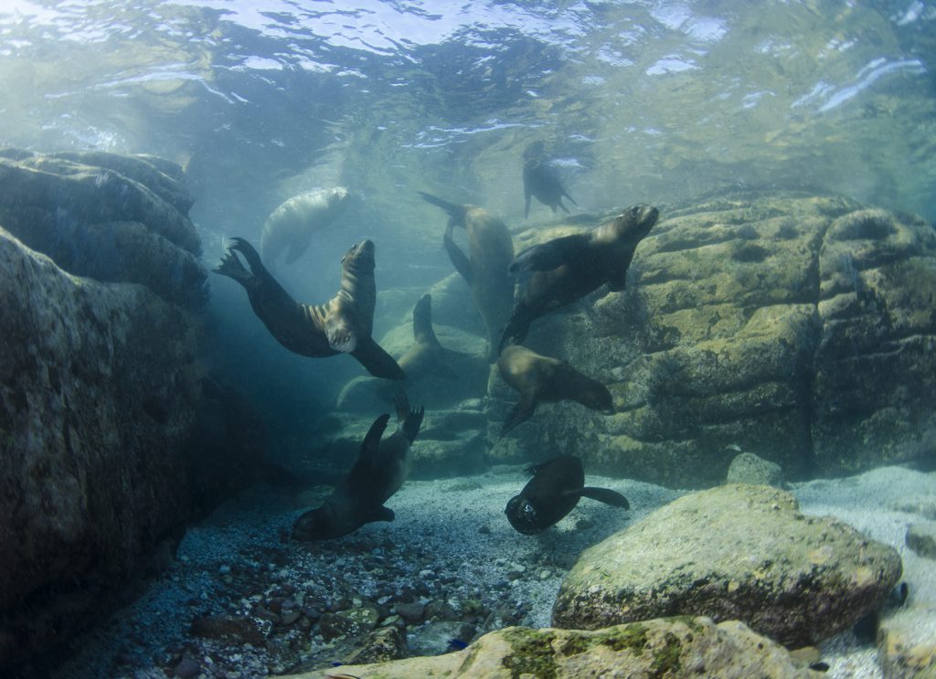 Sea Lions in Los Islotes in La Paz, Mexico shot by Luke Inman