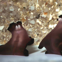 Mating Flatworms