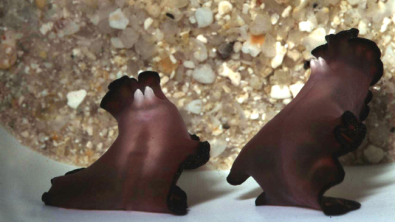 Mating Flatworms