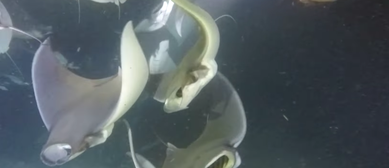 Top 5 Diving Videos of 2016